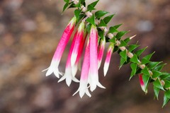 Epacris longiflora