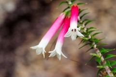 Epacris longiflora