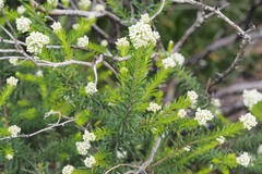 Ozothamnus diosmifolius