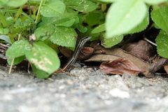 Sphenomorphus incognitus