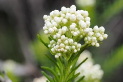 Ozothamnus diosmifolius