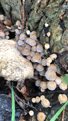 Coprinellus disseminatus