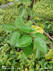 Cinnamomum kotoense