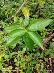 Cinnamomum kotoense