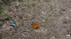 Cirrochroa tyche mithila