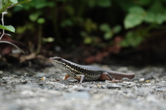 Sphenomorphus incognitus