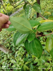 Cinnamomum kotoense