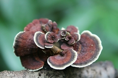 Daedaleopsis tricolor