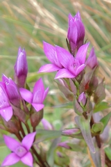 Gentianella germanica
