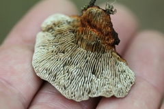 Daedaleopsis tricolor