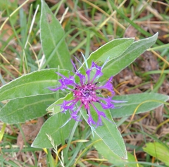 Centaurea montana