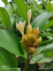 Goeppertia marantifolia