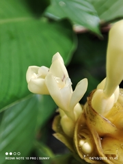 Goeppertia marantifolia