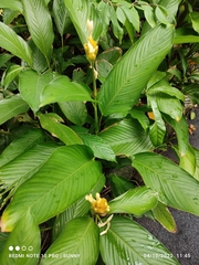 Goeppertia marantifolia