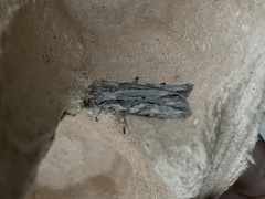 Lithophane leautieri