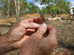 Agamidae