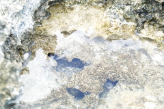 Gymnothorax pictus