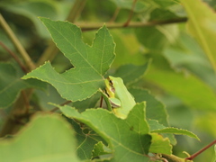 Hyla chinensis