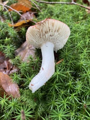 Russula atropurpurea
