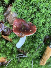Russula atropurpurea