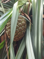 Pandanus