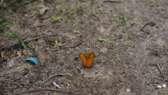 Cirrochroa tyche mithila