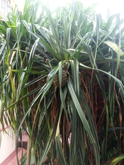 Pandanus