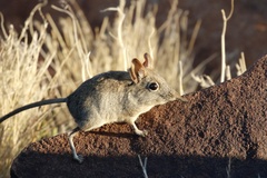 Elephantulus rupestris