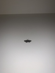 Peribatodes rhomboidaria