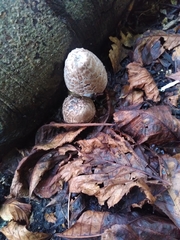 Fungi