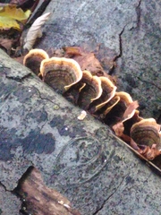 Fungi