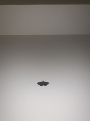 Peribatodes rhomboidaria