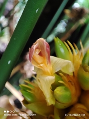 Goeppertia majestica