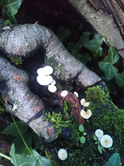 Fungi