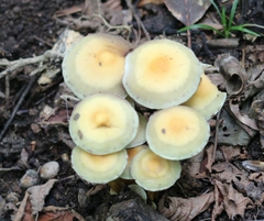 Hypholoma subviride