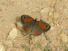 Cassionympha detecta