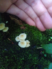 Fungi
