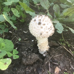 Saproamanita vittadinii