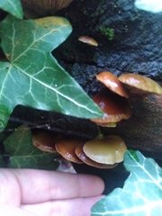 Fungi