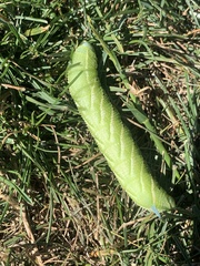 Smerinthus ocellata