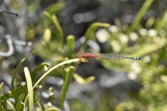 Xanthagrion erythroneurum