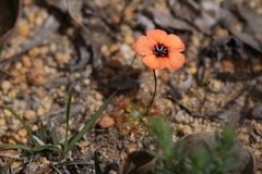 Drosera platystigma