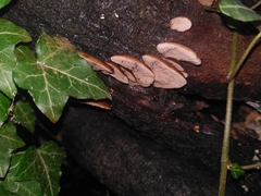 Fungi