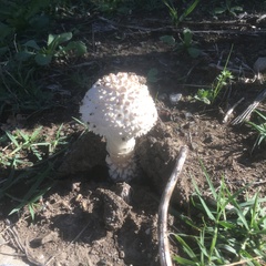 Saproamanita vittadinii