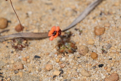 Drosera platystigma