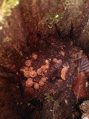 Fungi
