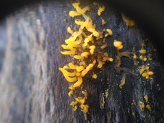 Fungi