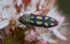 Castiarina parallela