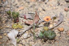 Drosera platystigma