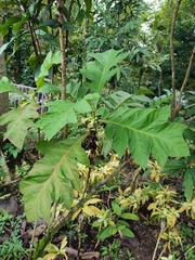 Pentagonia tinajita
